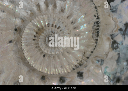 Nahaufnahme des Zentrums ein Ammonit fossil Stockfoto