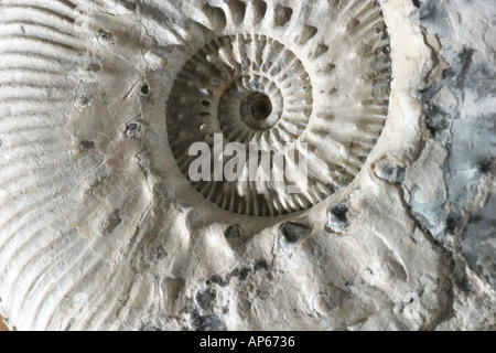 Nahaufnahme des Zentrums ein Ammonit fossil Stockfoto