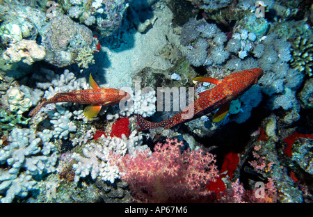 Ägypten Rotes Meer roter Korallen Zackenbarsche Cephalopolis Miniata Stockfoto