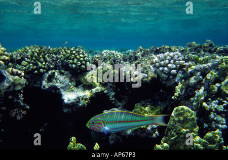 Ägypten Rotes Meer gemeinsame grün Lippfisch Thalassoma klunzingeri Stockfoto