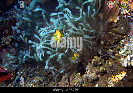 Rotes Meer paar Clownfisch Amphiprion Bicinctus im Anemone Stockfoto