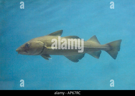 Atlantischer Kabeljau Gadus Morrhua Fische schwimmen Marine Aquarium Thema Island Stockfoto