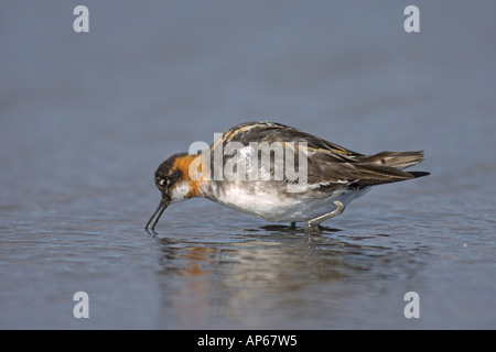 Rot-necked Phalarope Phalaropus Lobatus Erwachsenfrau in Post Zucht Mauser Rif Island Juli Stockfoto