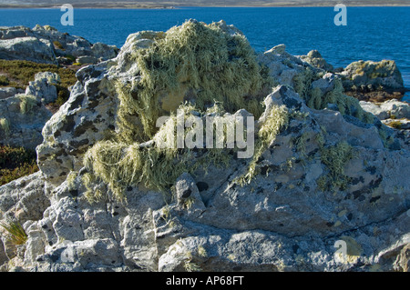 Flechten Ramalina sp möglicherweise Laevigata auf Quarzit Felsen Ordnance Punkt Gipsy Cove Stanley East Falkland South Atlantic wächst Stockfoto