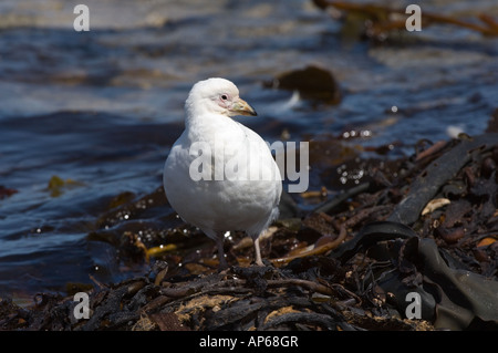 Blass-faced Scheidenschnabel (Chionis Alba) Ausscheider Teich Ufer Karkasse Island West Falkland Südatlantik Dezember Stockfoto