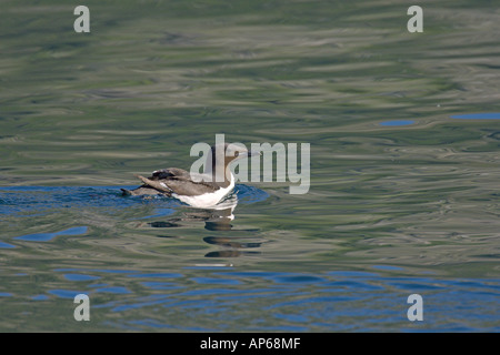 Brünnichs Guillemot Uria Lomvia Sommer Erwachsenen Schwimmen am Meer unter Felsen Latrabjarg Island Juli Stockfoto