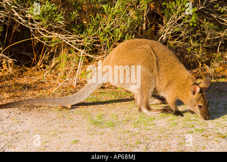 Bennett Wallaby Stockfoto