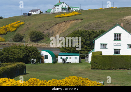 Port-Howard Lodge und Siedlung mit Stechginster (Ulex Europaeus) in Blüte Port Howard West Falkland Südatlantik Dezember Stockfoto