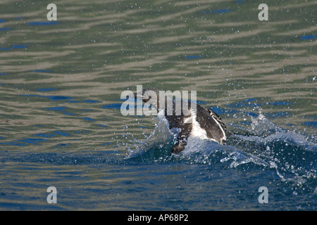 Brünnichs Guillemot Uria Lomvia Sommer Erwachsene Latrabjarg Island Juli Stockfoto