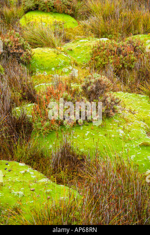 Alpine Vegetation Mosaik Stockfoto