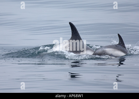 Weiße Schnabel Delphine Lagenorhynchus Albirostris Island Juli Stockfoto