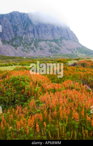 Blühende Heide und nebligen Bergen Stockfoto