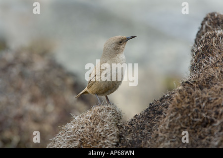 Cobb Haus Zaunkönig (Troglodytes Cobbi) Erwachsenen thront Ufer von Beaver Pond Sea Lion Island East Falkland Süd-Atlantik Stockfoto