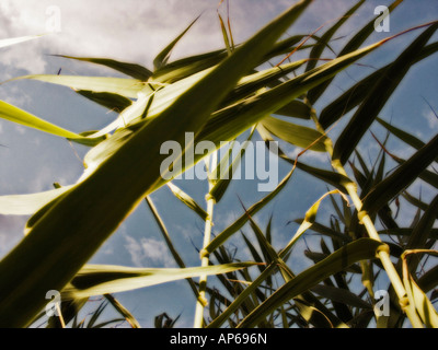 Nahaufnahme von Giant Reed (Arundo Donax) Feld Stockfoto