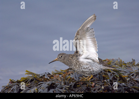 Meerstrandläufer Calidris Maritima Sommer Erwachsene North Island Juli Hinweis Flügel Mauser im Gange Stockfoto