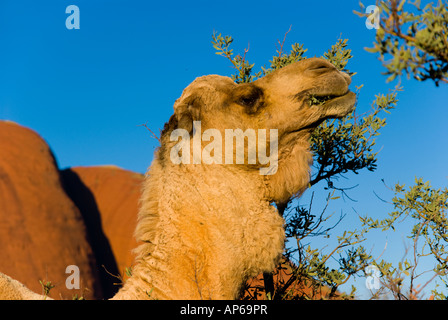 Kamel vor Kata Tjuta im Outback Australien Stockfoto