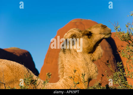 Kamel vor Kata Tjuta im Outback Australien Stockfoto