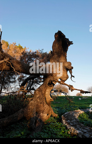 Pistazienbaum in Tel Kadesch, die während des Krieges mit Libanon 2006 von einer Rakete getroffen wurde Stockfoto