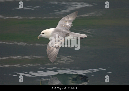 Nördlichen Fulmar Fulmarus Cyclopoida Erwachsenen während des Fluges auf dem Meer Island Juli Stockfoto