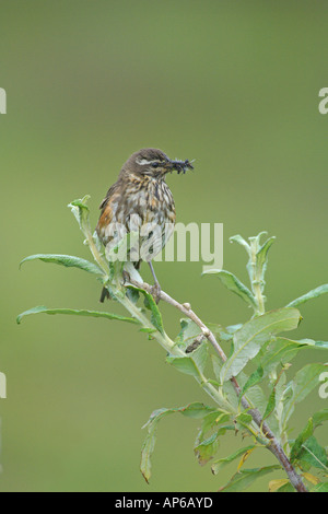 Rotdrossel Turdus Iliacus Sommer Erwachsenen mit Bill voller Insekten thront in Weide Island August Stockfoto