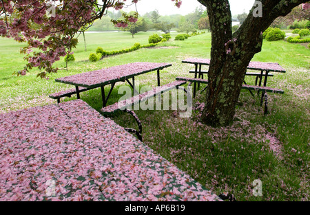 Wassermühle ny 052203 Picknick-Tische in Blätter von einem Kirschbaum im Siena Spiritualität Center abgedeckt in der Villa Maria in Wassermühle ny Stockfoto