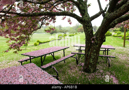 Wassermühle ny 052203 Picknick-Tische in Blätter von einem Kirschbaum im Siena Spiritualität Center abgedeckt in der Villa Maria in Wassermühle ny Stockfoto