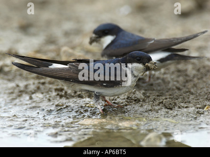 Mehlschwalbe (Delichon Urbica) sammeln von Nistmaterial. Stockfoto