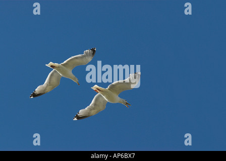 Paar des aufrufenden Silbermöwen Flug im blauen Himmel. Larus argentatus Stockfoto