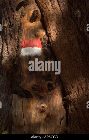 Gemalte Zeichen auf Baum an Bergpfade in Südtirol, Italien Stockfoto