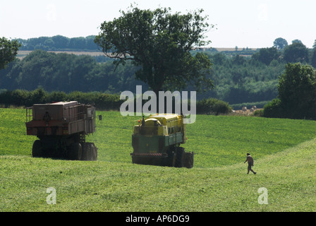 Erbse vining in Lincolnshire Stockfoto