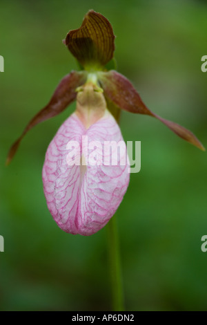 Northeast Kingdom. Ein Pink Lady Slipper, Cypripedium Acaule, in der Nähe von Krankenschwester Berg in Granby, Vermont. Stockfoto