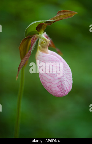 Northeast Kingdom. Ein Pink Lady Slipper, Cypripedium Acaule, in der Nähe von Krankenschwester Berg in Granby, Vermont. Stockfoto
