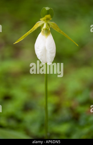 Northeast Kingdom. Ein Pink Lady Slipper (weiße Phase), Cypripedium Acaule, in der Nähe von Krankenschwester Berg in Granby, Vermont. Stockfoto