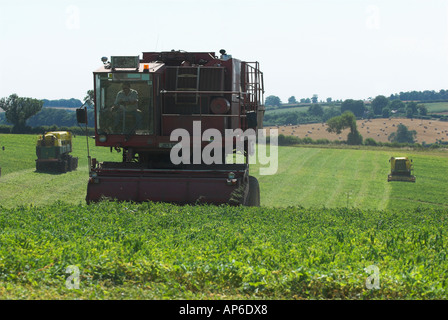 Erbse vining in lincolnshire Stockfoto