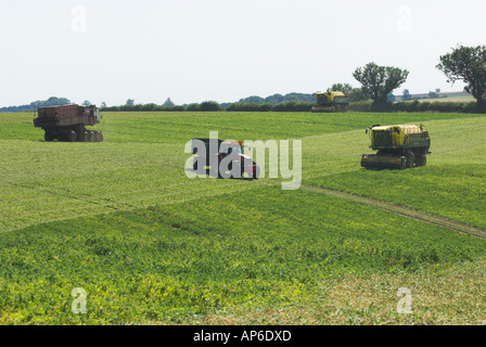 Erbse vining in lincolnshire Stockfoto