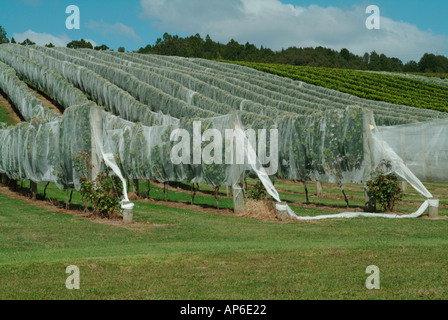 Überdachte Weinreben Northland Neuseeland Stockfoto