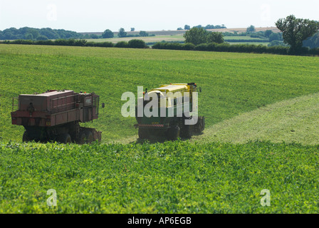 Erbse Vining in Lincolnshire Stockfoto