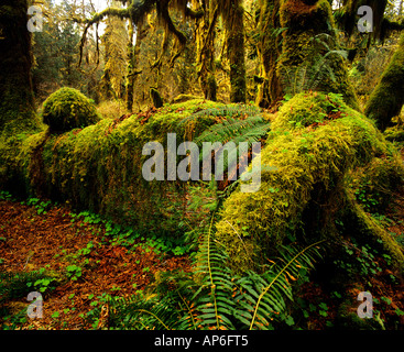 Halle der Moose Trail in Hoh Rainforest in Olympic Nationalpark Washington Stockfoto