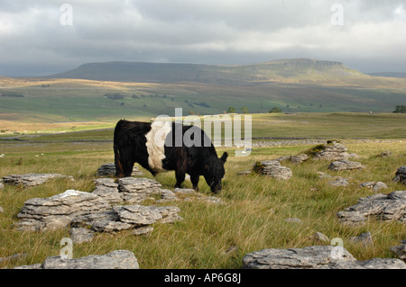 Belted Galloway Rinder weiden auf Ingleborough National Nature Reserve North Yorkshire England Stockfoto