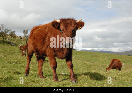 Kurze Hornvieh Weiden auf Ingleborough National Nature Reserve North Yorkshire England Stockfoto