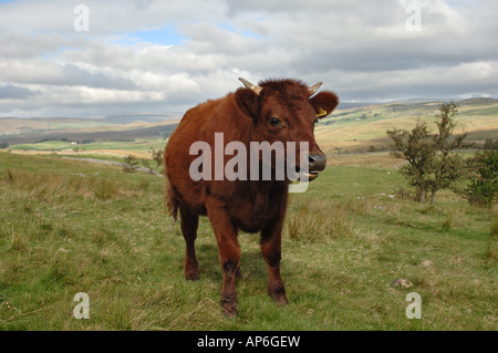 Kurze Hornvieh Weiden auf Ingleborough National Nature Reserve North Yorkshire England Stockfoto