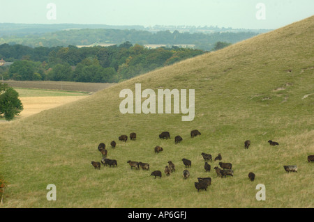 Hebridean Schafbeweidung klopfen Hacke National Nature Reserve Bedfordshire, England Stockfoto