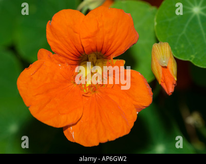 Tropaeolum majus Stockfoto