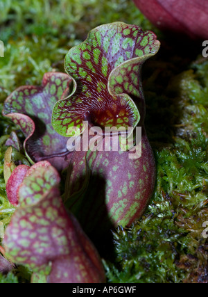 Schlauchpflanze (Sarracenia Purpurea) Stockfoto