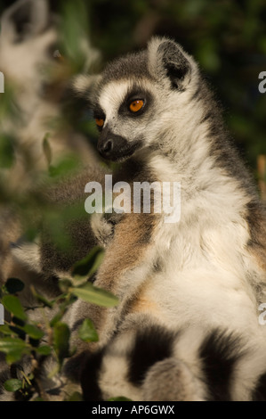 Katta Lemur Catta, Berenty Privatreservat, Madagaskar Stockfoto