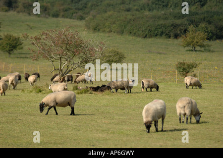 Raue Fell Schafe an Martin, National Nature Reserve Hampshire in England Stockfoto