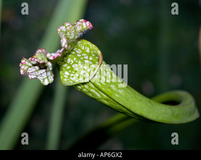 Weiß-Spitze Schlauchpflanze (Sarracenia Leucophylla) Stockfoto