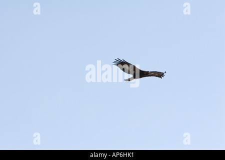 Steinadler Aquila Chrysaetos im Flug Stockfoto