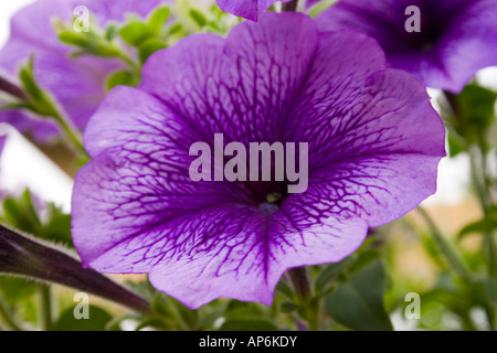 eine Petunie Blume Stockfoto