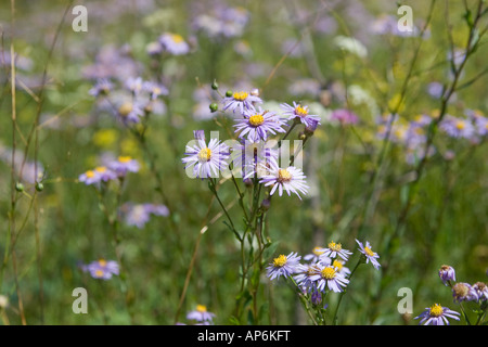 Aster blau Alpin Daisy Alpenblumen auf einer grünen Wiese Aster Alpinus L Stockfoto